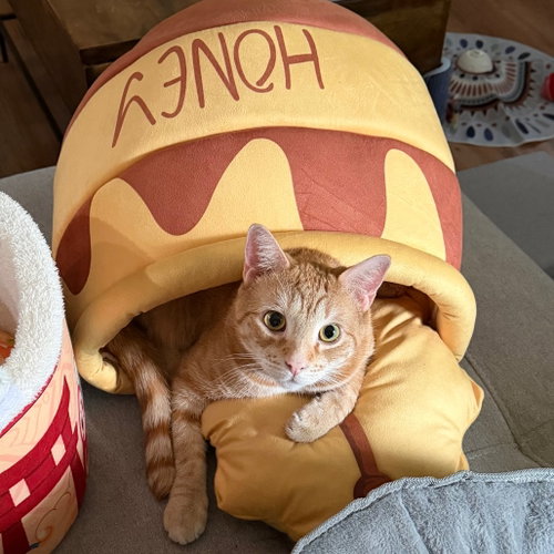 XANDER - Domestic Short Hair for adoption in Carrollton