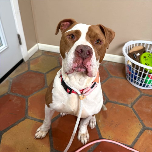 Harry, an adoptable Terrier in Dallas, TX