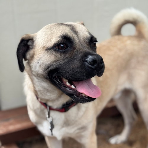 Beignet, an adoptable Pug in Dallas, TX