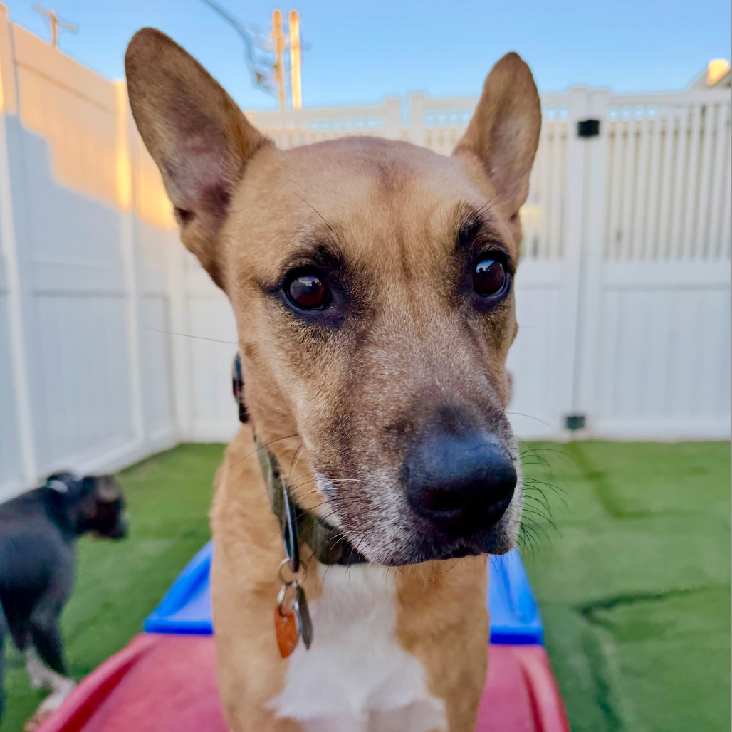 Handsome Beauregard Image