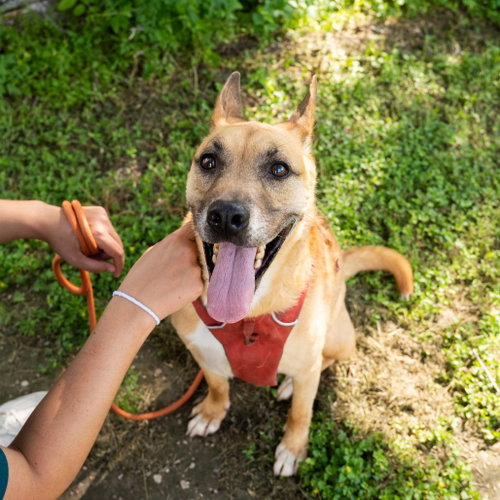 Handsome Beauregard, an adoptable Black Mouth Cur in Dallas, TX