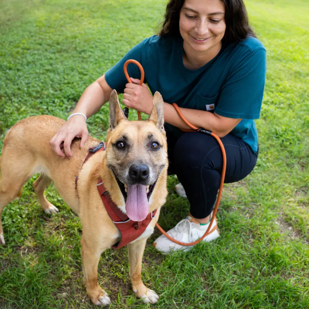 Handsome Beauregard - Black Mouth Cur