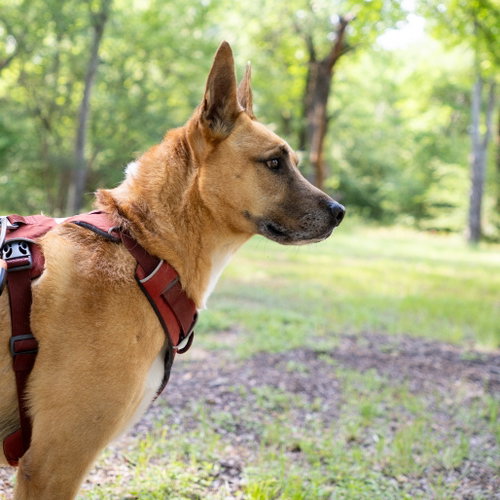 Handsome Beauregard photo 1