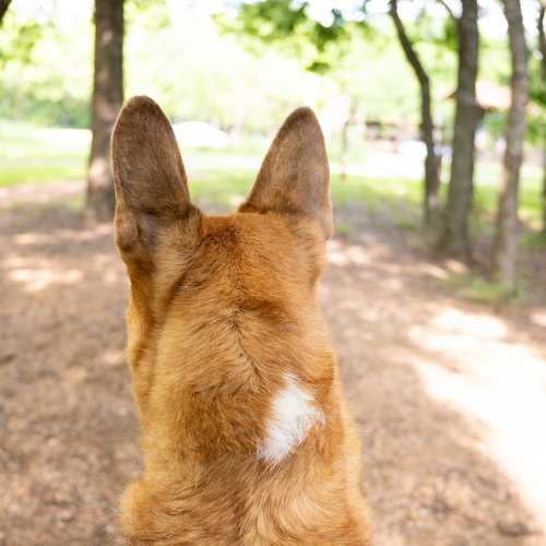 Handsome Beauregard photo 2