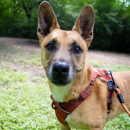 Handsome Beauregard photo 3