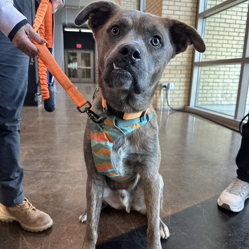 Goose, an adoptable Terrier in Dallas, TX