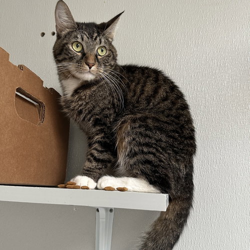Gibson, Adult Domestic Short Hair, cat for adoption in Hurst, Texas