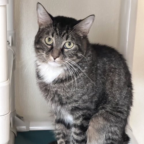 Gibson