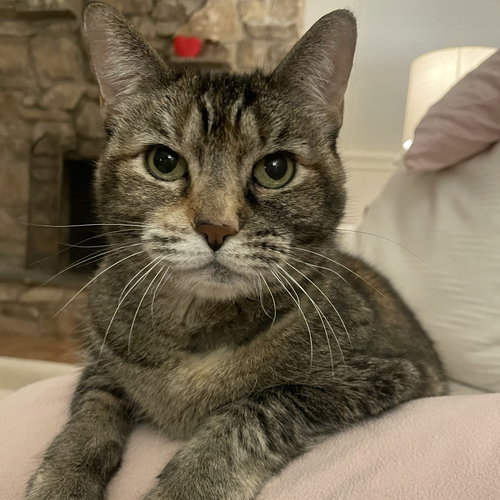 BOBBI - Domestic Short Hair available for adoption