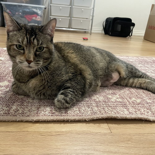 BOBBI - Domestic Short Hair available for adoption