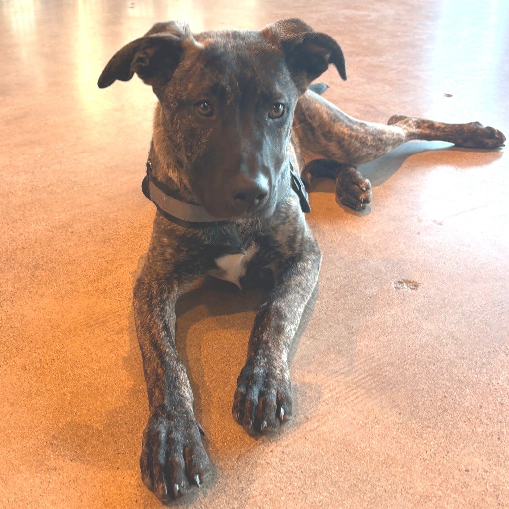 Pit Bull