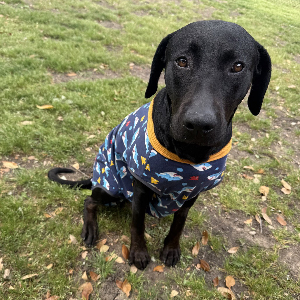Mollie II (New Digs) Image