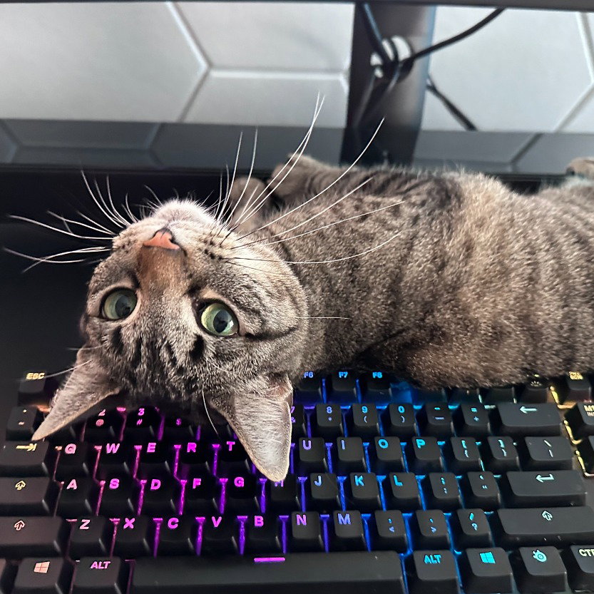 Bean (New Digs) Image