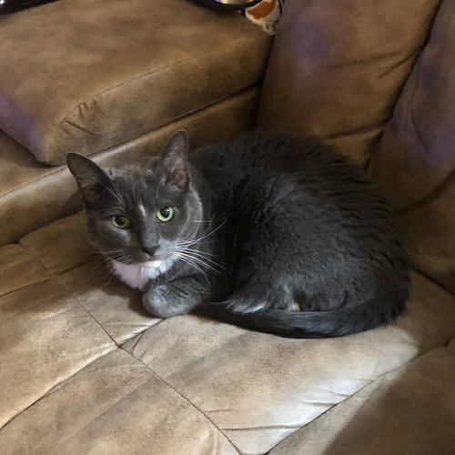 Boots IV (New Digs), Adult Domestic Short Hair, cat for adoption in Hurst, Texas