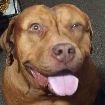 Canela (New Digs) Image