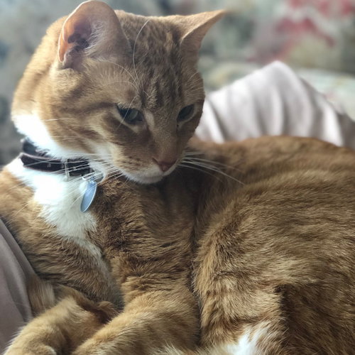 Charlie XVII (New Digs), Adult Domestic Short Hair, cat for adoption in Hurst, Texas