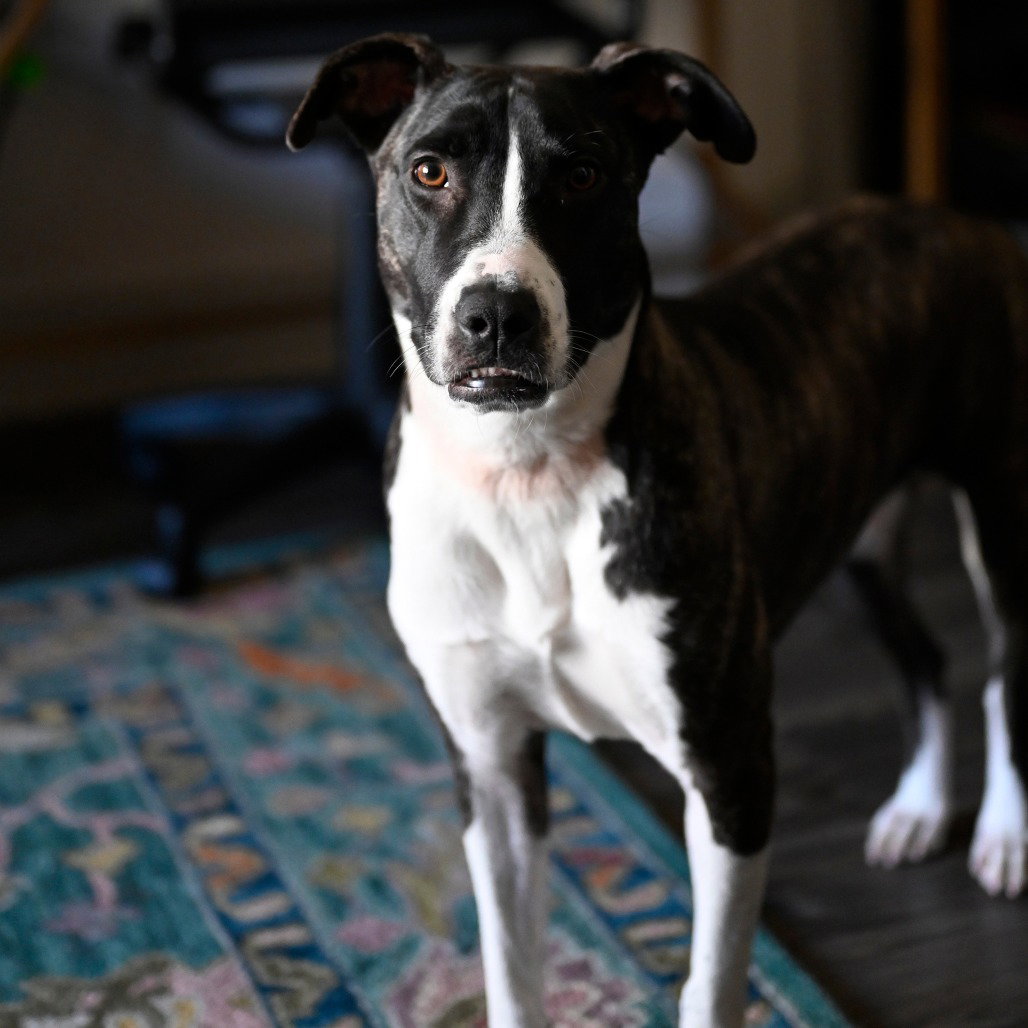 Harper (New Digs) Image