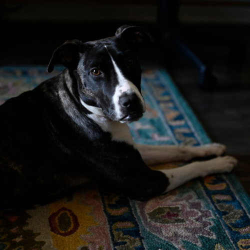 Harper (New Digs) photo 2