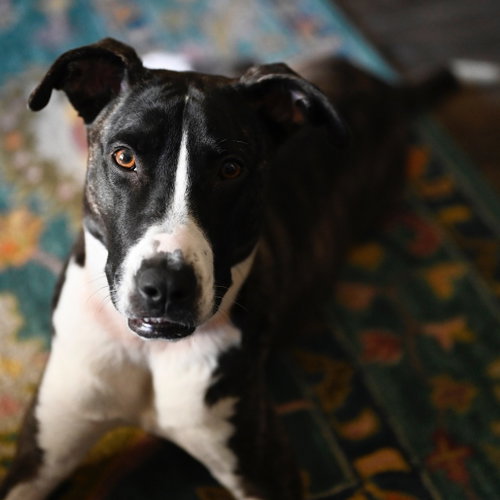 Harper (New Digs) photo 3