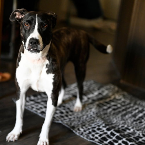 Harper (New Digs) photo 4