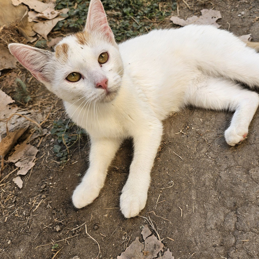 Lechita (New Digs) Image
