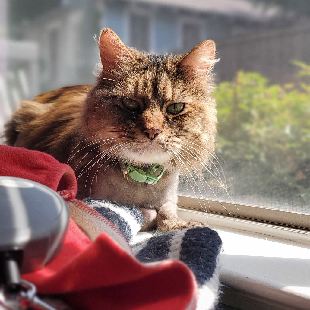 Pickles (New Digs) Image