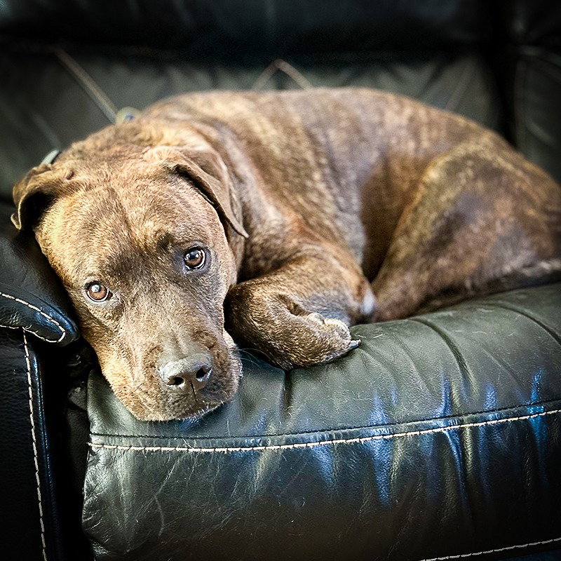 Reese (New Digs) Image