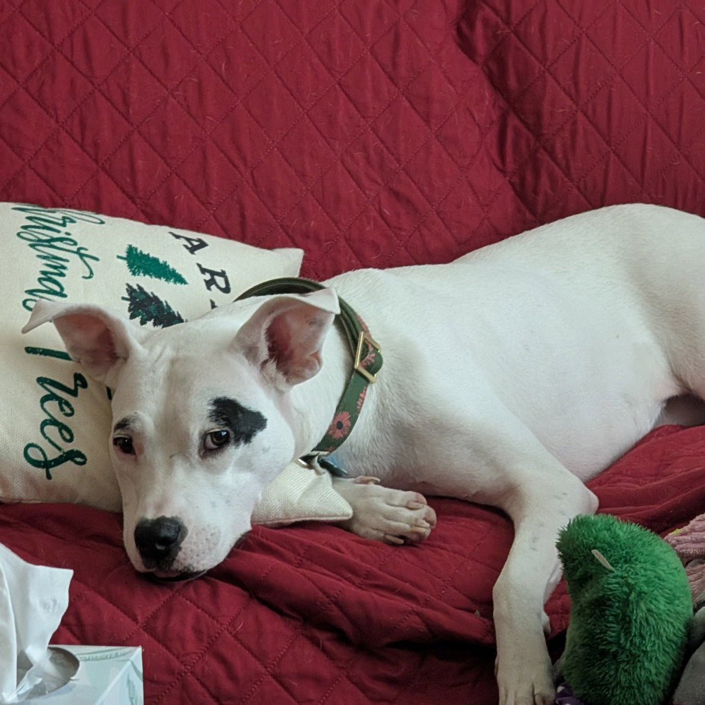 Juana (New Digs) Image