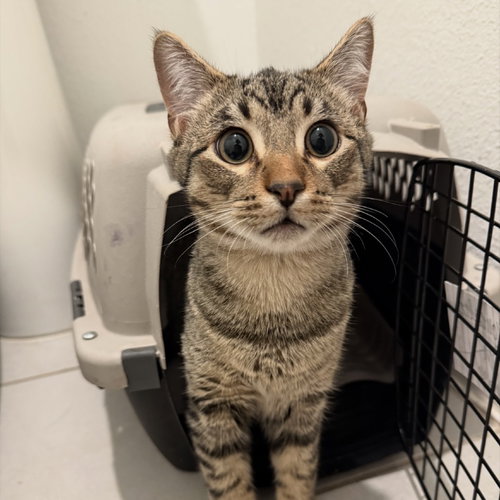 Chase II (New Digs), Young Domestic Short Hair, cat for adoption in Hurst, Texas