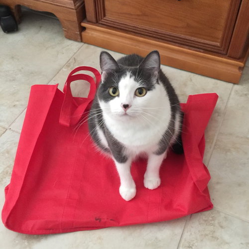 Susie II (New Digs), Senior Domestic Short Hair, cat for adoption in Hurst, Texas