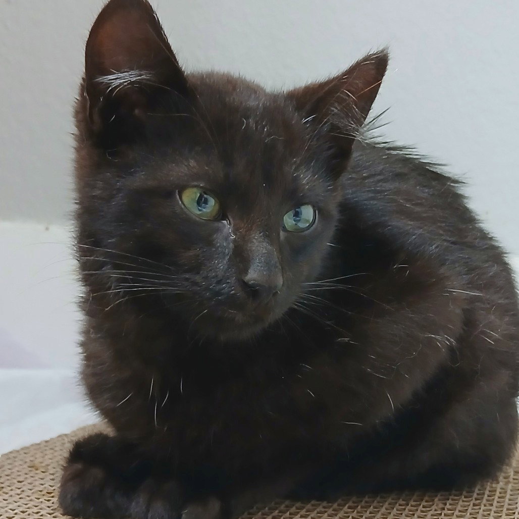Catrick Swazye Image