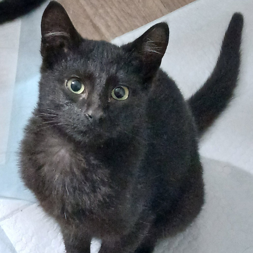 Catrick Swazye Image