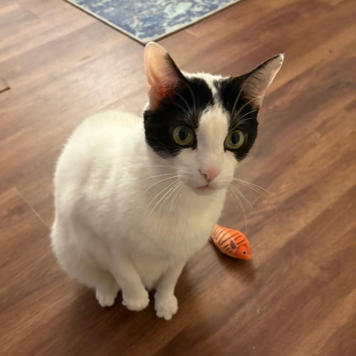 Max XVIII (New Digs), Adult Domestic Short Hair, cat for adoption in Hurst, Texas