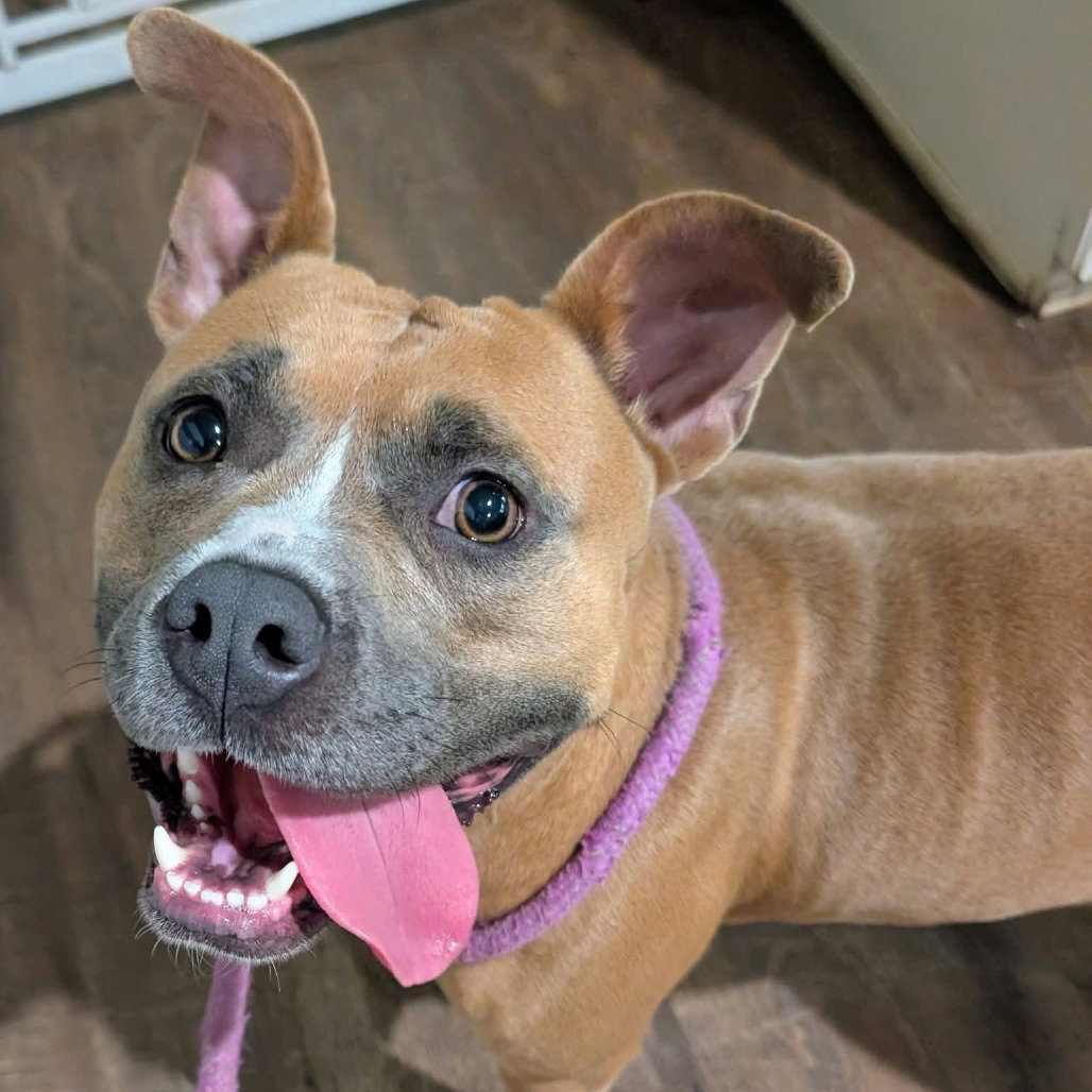 Nutmeg (New Digs) Image