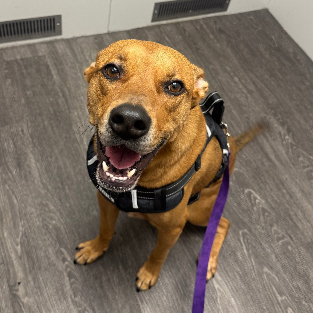 Rhodesian Ridgeback