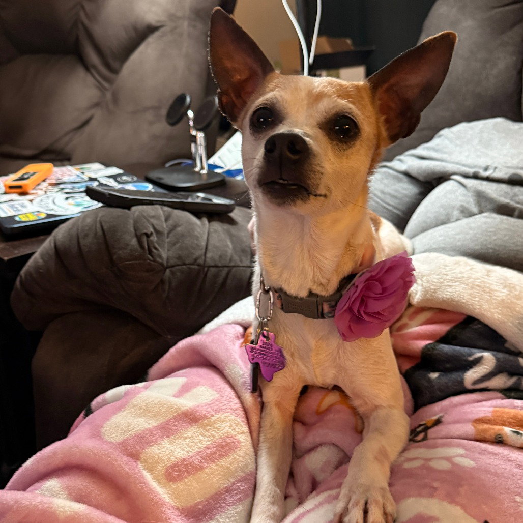 Chihuahua