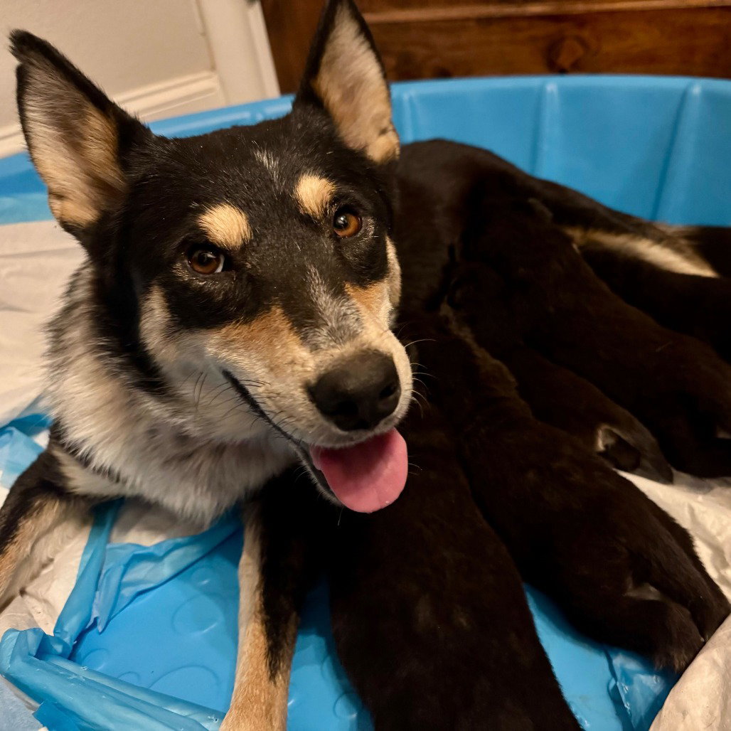 Cattle Dog