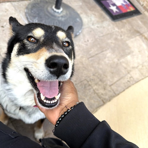 Hank Jr., an adoptable Cattle Dog in Dallas, TX