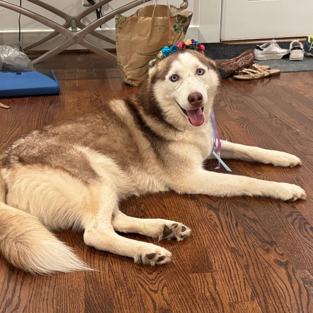 Siberian Husky