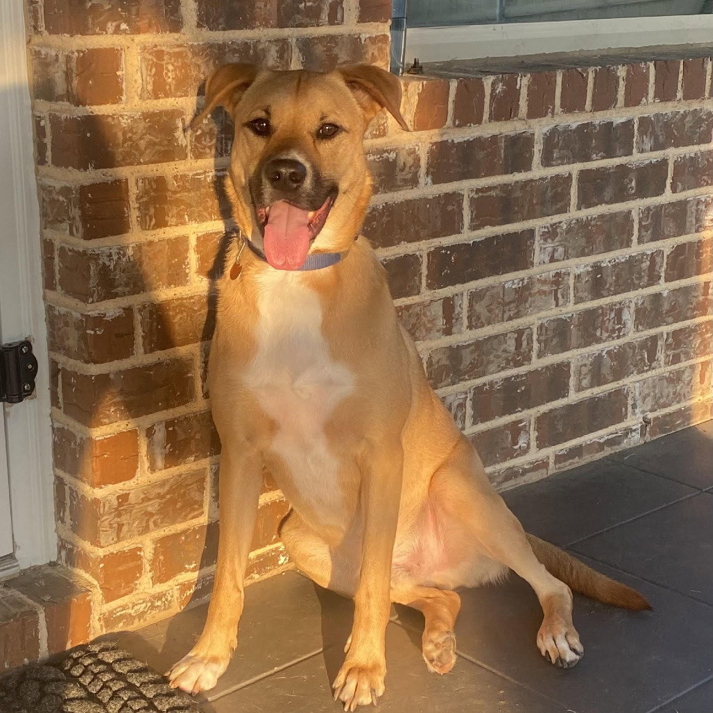 Black Mouth Cur