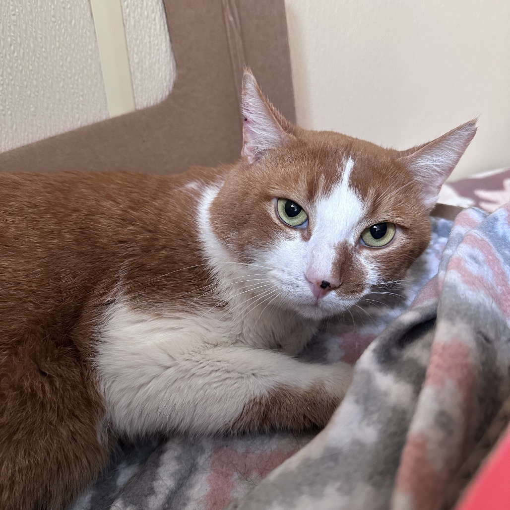 Marmalade Image