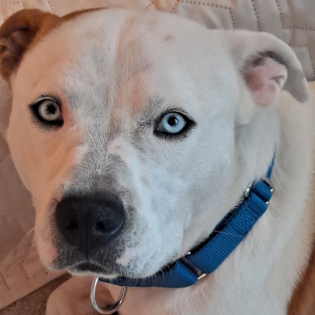 Pit Bull