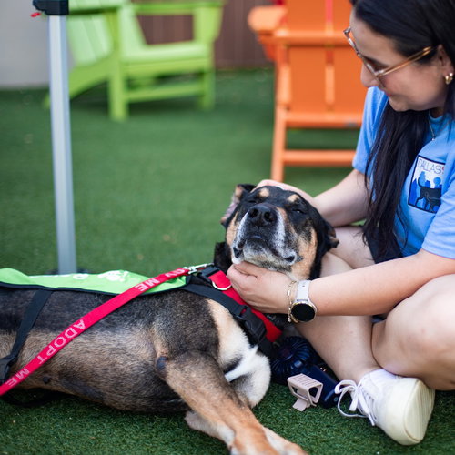 Brody, an adoptable Shepherd in Dallas, TX