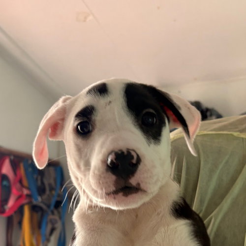 Biscotti, an adoptable Terrier in Dallas, TX