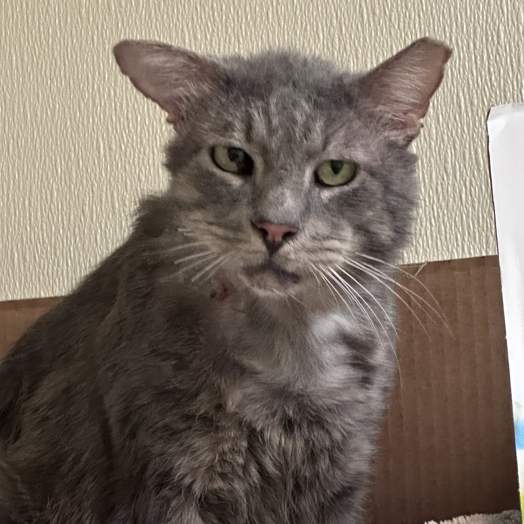 Benji Image