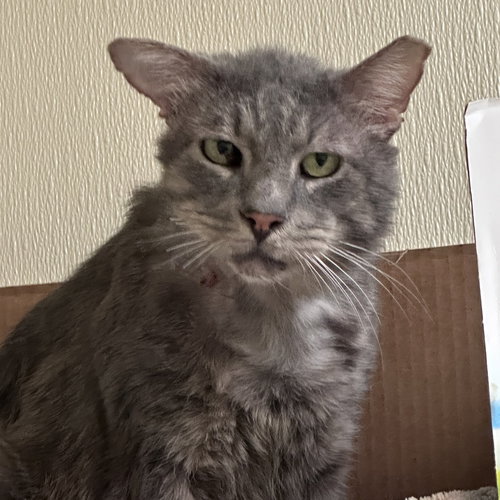 Benji, Adult Domestic Short Hair, cat for adoption in Hurst, Texas