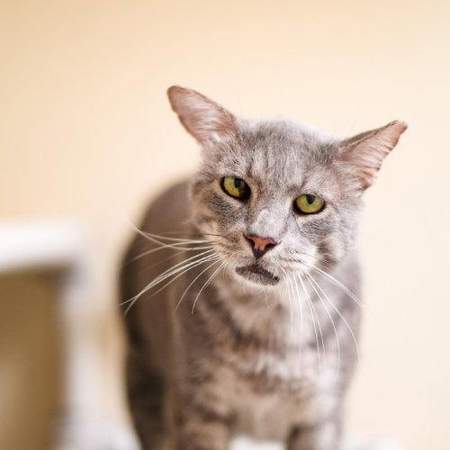 Benji, a cat for adoption from Dallas Pets Alive