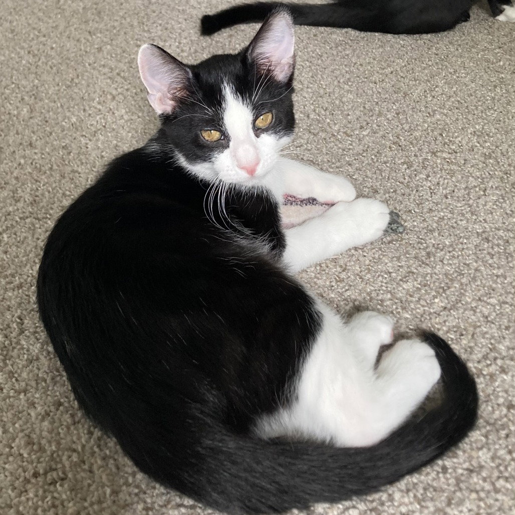 Brie II (New Digs) Image