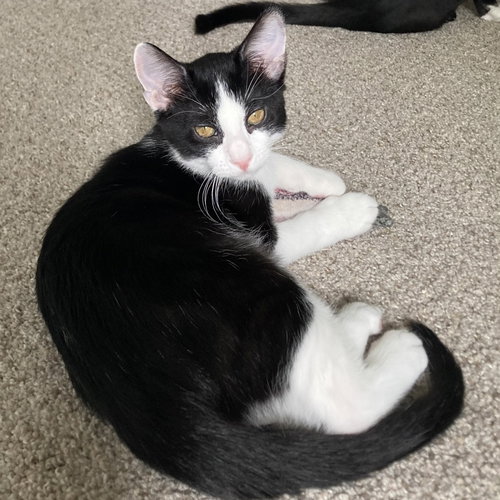 Brie II (New Digs), Adult Domestic Short Hair, cat for adoption in Hurst, Texas