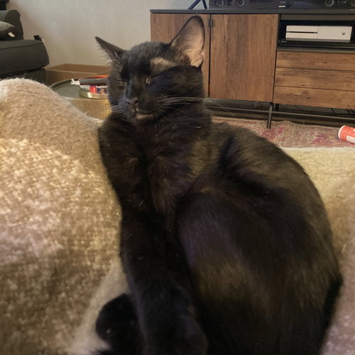 Havarti (New Digs), Adult Domestic Short Hair, cat for adoption in Hurst, Texas